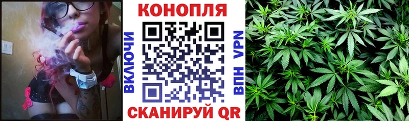 где купить   Малая Вишера  Бошки Шишки планчик 